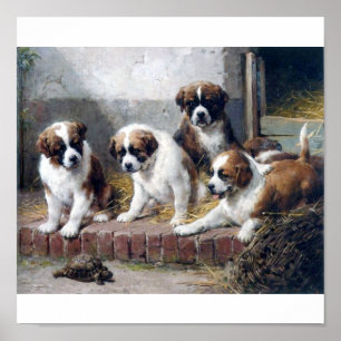 Saint Bernard-valpar och sköldpaddor Poster