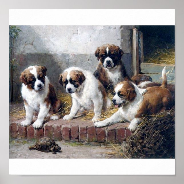 Saint Bernard-valpar och sköldpaddor Poster (Framsidan)