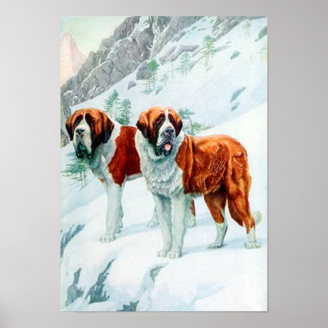 Saint Bernards på ett snöberg-illustration Poster (Framsidan)