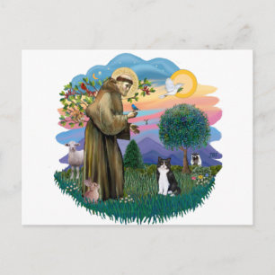 Saint Francis (ff) - Svart och vit katt Vykort