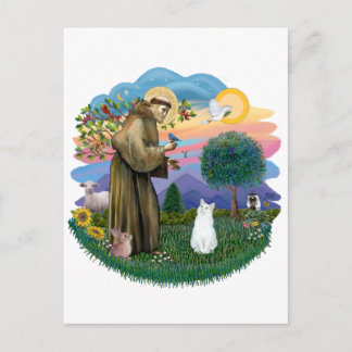 Saint Francis - White Cat (amerikansk SH) Vykort