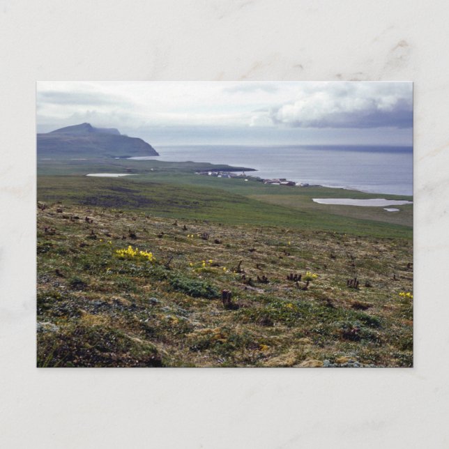 Saint George Island, Pribilofs 1987 Vykort (Framsida)