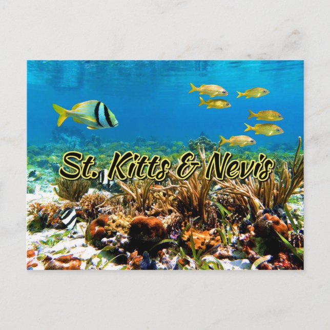 Saint Kitts och Nevis-korallrev Vykort (Framsida)
