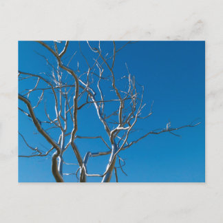 Saint Louis Art Museum Sculpture Vykort