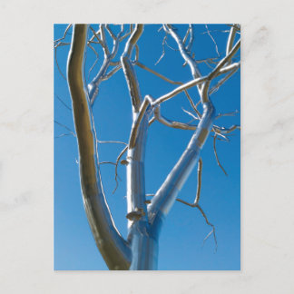 Saint Louis Art Museum Vykort