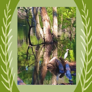 Saint Simons Island, GA Lagoon och Egret Postcard Vykort