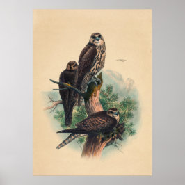 Saker Falcon av Joseph Varg Poster