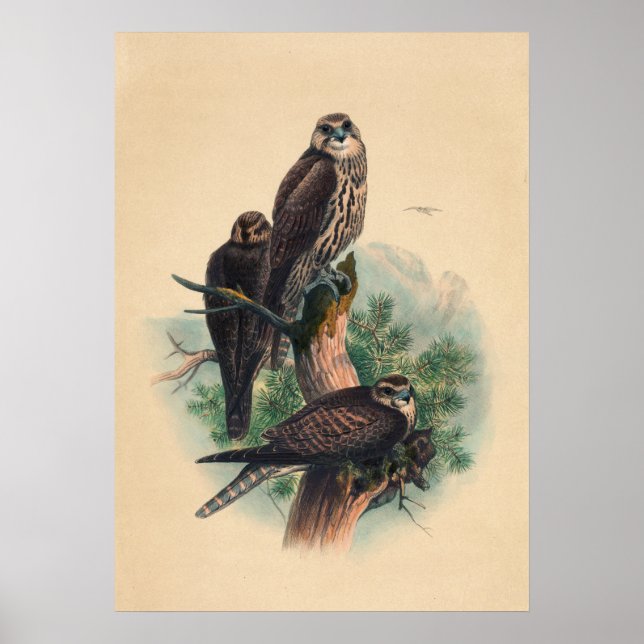 Saker Falcon av Joseph Varg Poster (Framsidan)