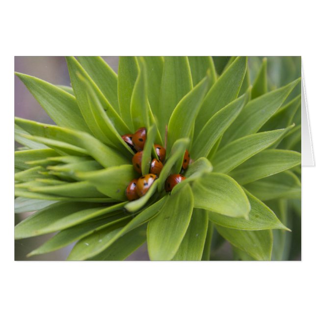 Säker Hälsningskort (Framsidan Horizontal)