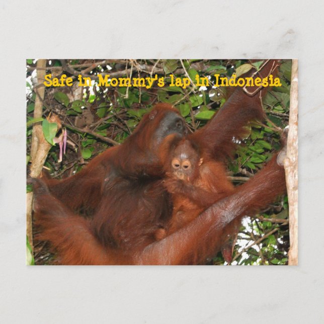 Säker i Mamma Lap Vykort (Framsida)