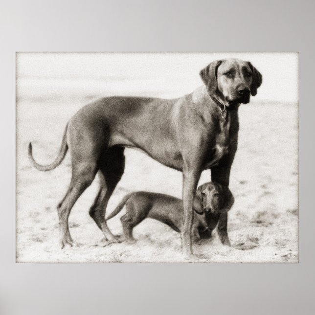 säkerhet i hemlandet poster (Framsidan)