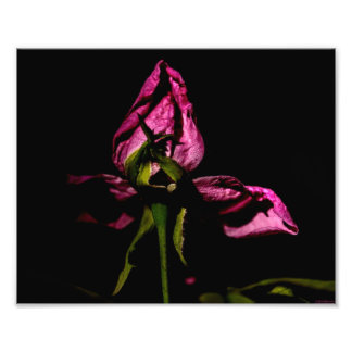 Säkerhetskopiera från skuggor fototryck