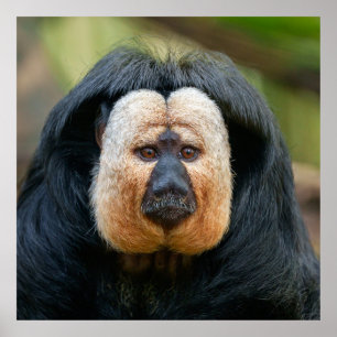 Saki Monkey med Intense Stare Poster