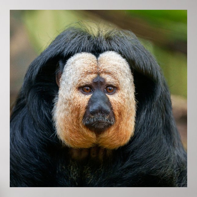Saki Monkey med Intense Stare Poster (Framsidan)
