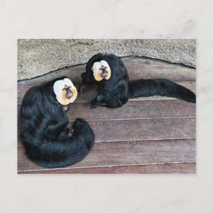 Saki Monkey-vykort Vykort