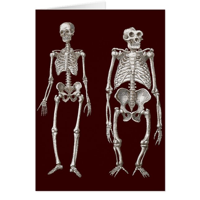 Saknaden anknyter - skelett av manen och apan hälsningskort (Framsidan)