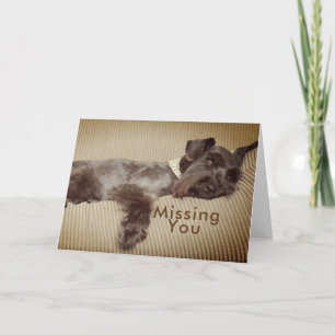Saknaden svärtar du miniatyrschnauzeren kort