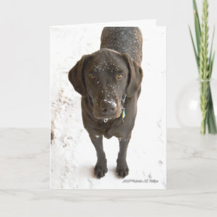 Saknar dig Chocolate Labrador Hund Fotograf Kort
