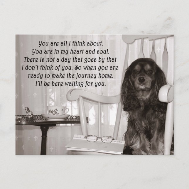 Saknar dig: Ett Cavalier King Charles Spaniel-kort Vykort (Framsida)