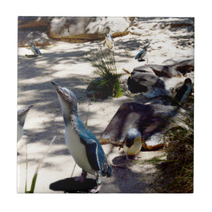Säkra havsområdet: Fairy Penguin Paradise Kakelplatta