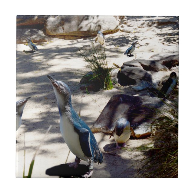 Säkra havsområdet: Fairy Penguin Paradise Kakelplatta (Framsidan)