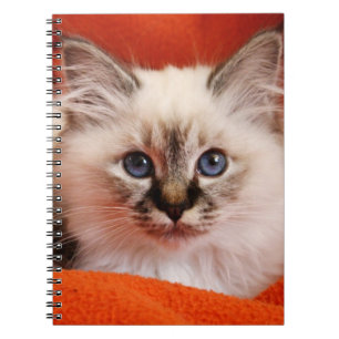 Sakral Birman kattunge Anteckningsbok