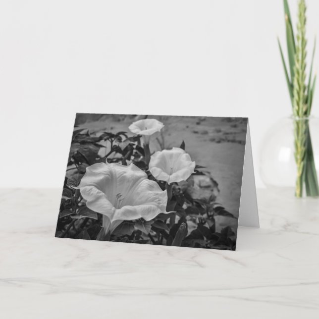 Sakral Datura Kort (Framsida)