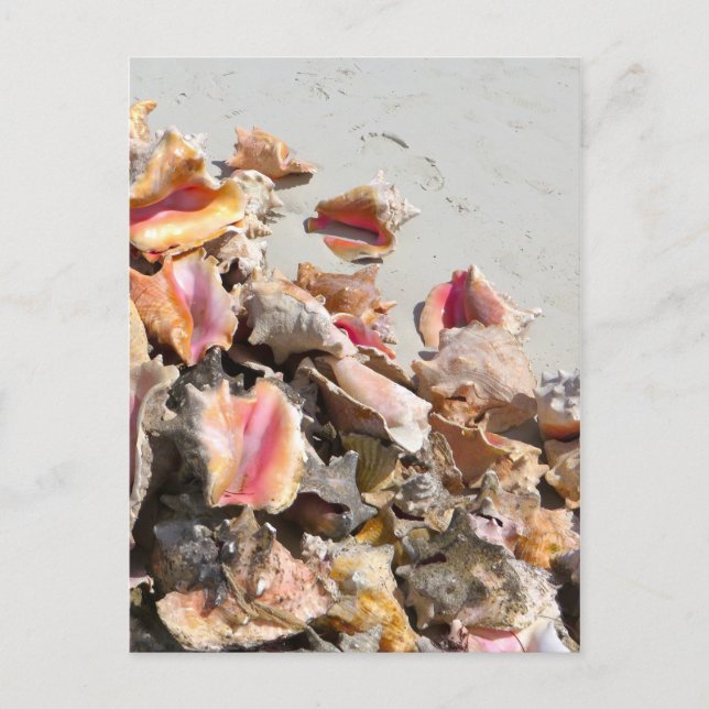 Säkrare på stranden | Turks och Caicos Photo Vykort (Framsida)