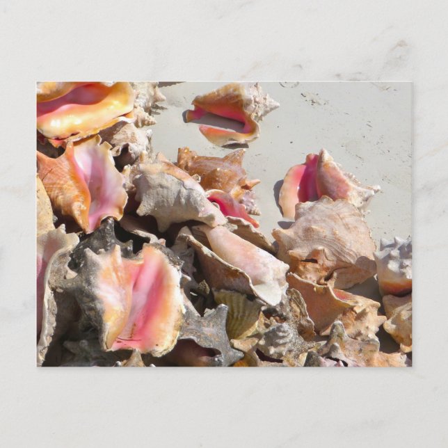 Säkrare på stranden | Turks och Caicos Photo Vykort (Framsida)