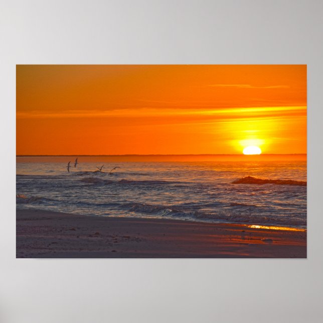 Saksnäbbar flyger vid soluppgång, Florida strand Poster (Framsidan)