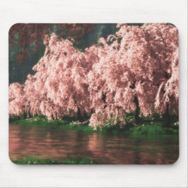 Sakura (2013) musmatta