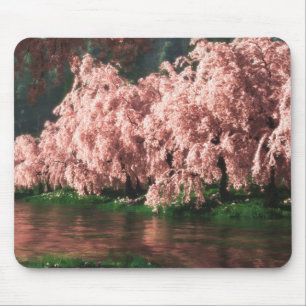 Sakura (2013) musmatta