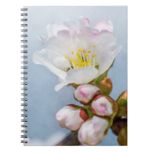 Sakura Blommar Anteckningsbok Med Spiral