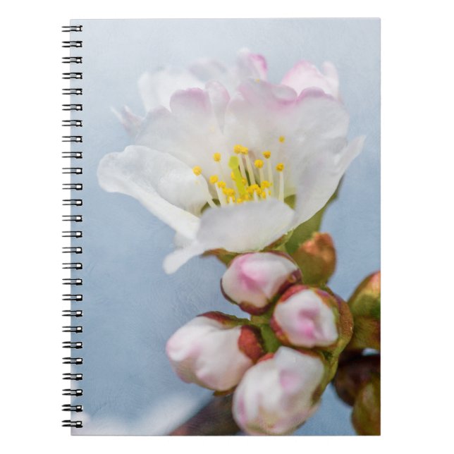 Sakura Blommar Anteckningsbok Med Spiral (Framsidan)
