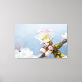 Sakura Blommar Canvastryck