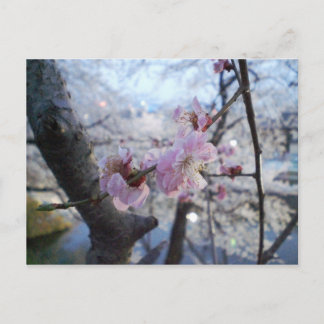 Sakura - Blommar i Cherry i Kajo Park Vykort