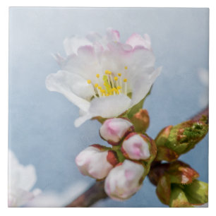 Sakura Blommar Kakelplatta