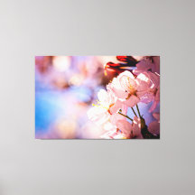 Sakura-Blommar på en solnydag