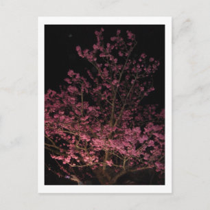 Sakura Blommar på natten Vykort