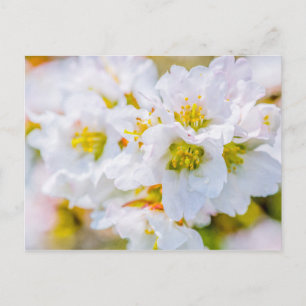 Sakura Blommar Vykort