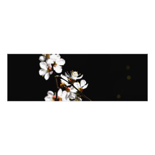 Sakura blommor fototryck