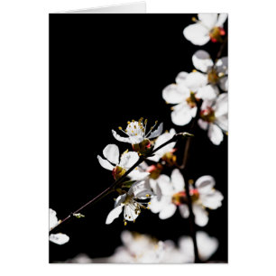 Sakura blommor hälsningskort