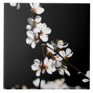Sakura blommor kakelplatta