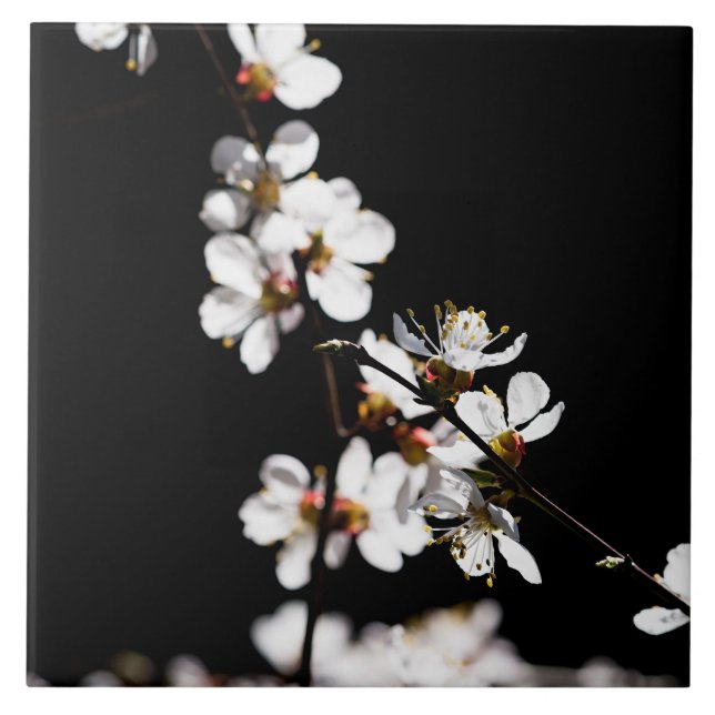 Sakura blommor kakelplatta (Framsidan)