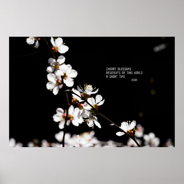 Sakura blommor poster (Framsidan)