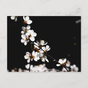 Sakura blommor vykort