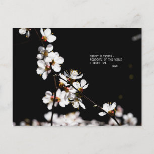 Sakura blommor vykort