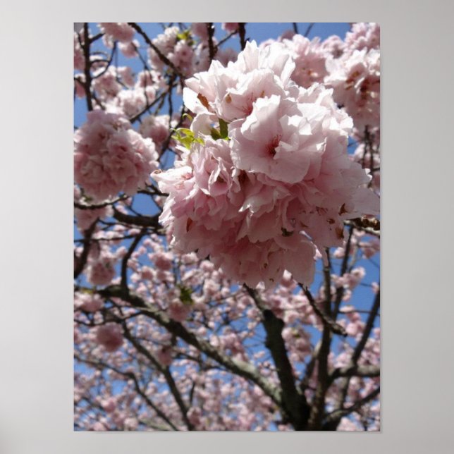 Sakura Blossom Close up - Kyoto Poster (Framsidan)