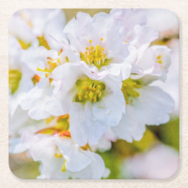 Sakura Blossom Underlägg Papper Kvadrat (Framsidan)
