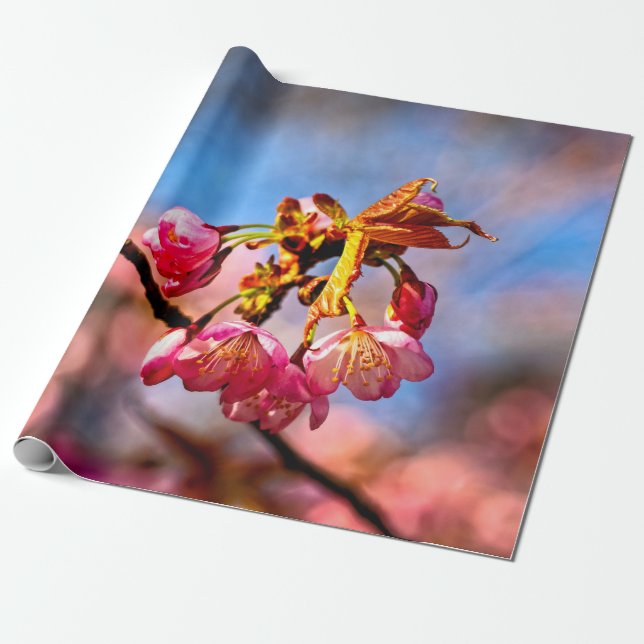Sakura Buds är Redot att öppna och blomma Presentpapper (Utrullad)